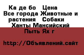 Ка де бо › Цена ­ 25 - Все города Животные и растения » Собаки   . Ханты-Мансийский,Пыть-Ях г.